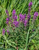 Lythrum salicaria