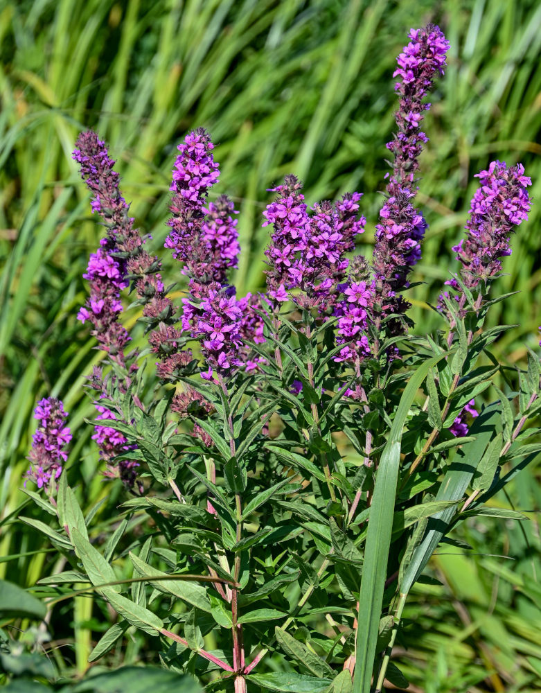 Изображение особи Lythrum salicaria.