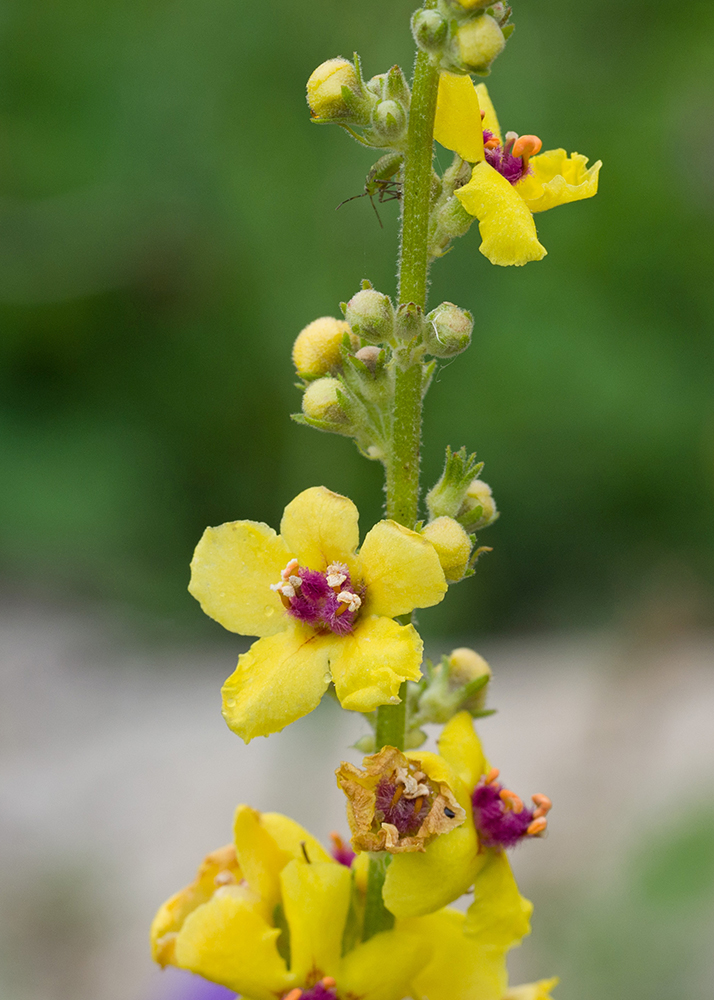 Image of Verbascum wilhelmsianum specimen.