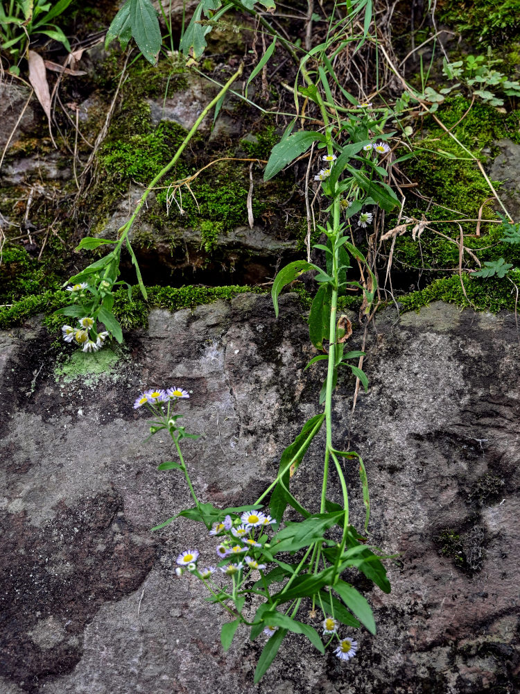 Изображение особи Erigeron strigosus.