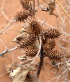 Xanthium orientale