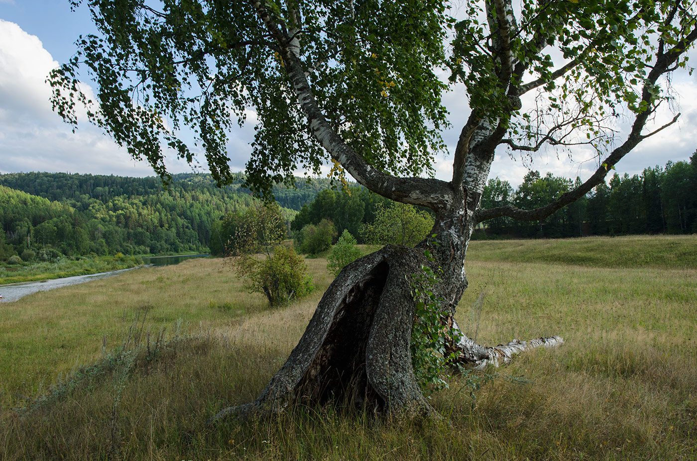 Image of Betula pendula specimen.