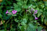 Melandrium dioicum. Верхушки побегов с соцветиями. Московская обл., Пушкинский гор. округ, северо-восточное побережье Учинского водохранилища, смешанный лес. 27.07.2024.