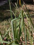 Kniphofia uvaria. Листья. Крым, Южный Берег, городской округ Ялта, Массандровский парк. 29.05.2024.