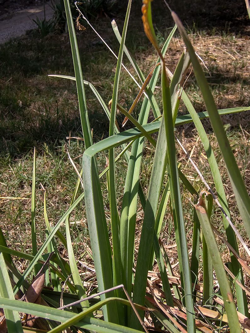 Image of Kniphofia uvaria specimen.