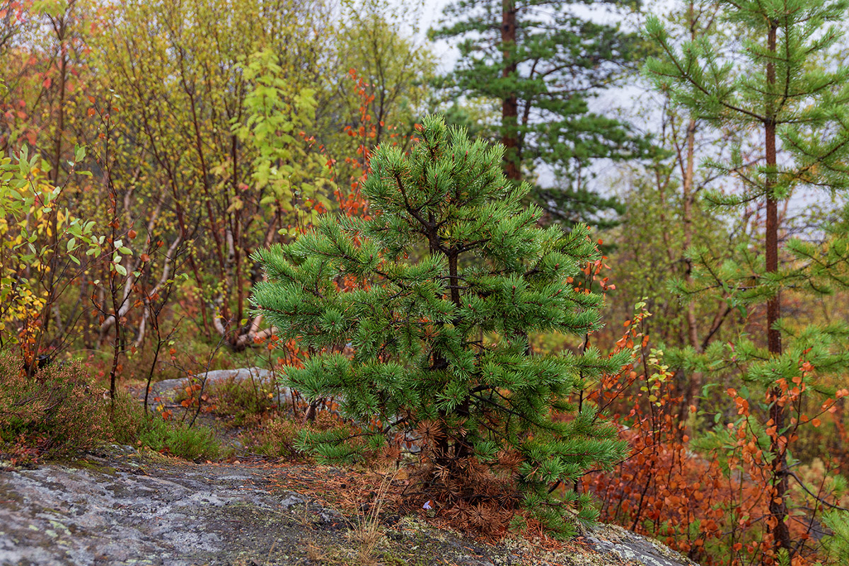 Изображение особи Pinus friesiana.