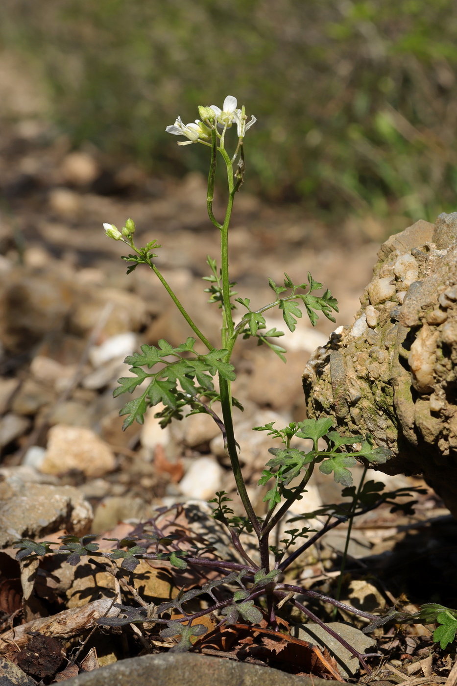 Image of Cardamine graeca specimen.
