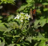 Смотреть изображение Cardamine macrophylla