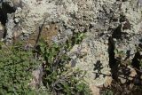View full-size image genus Cotoneaster