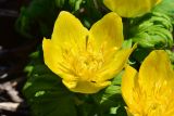 View full-size image Trollius ranunculinus