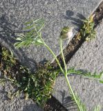 View full-size image Vicia nissoliana