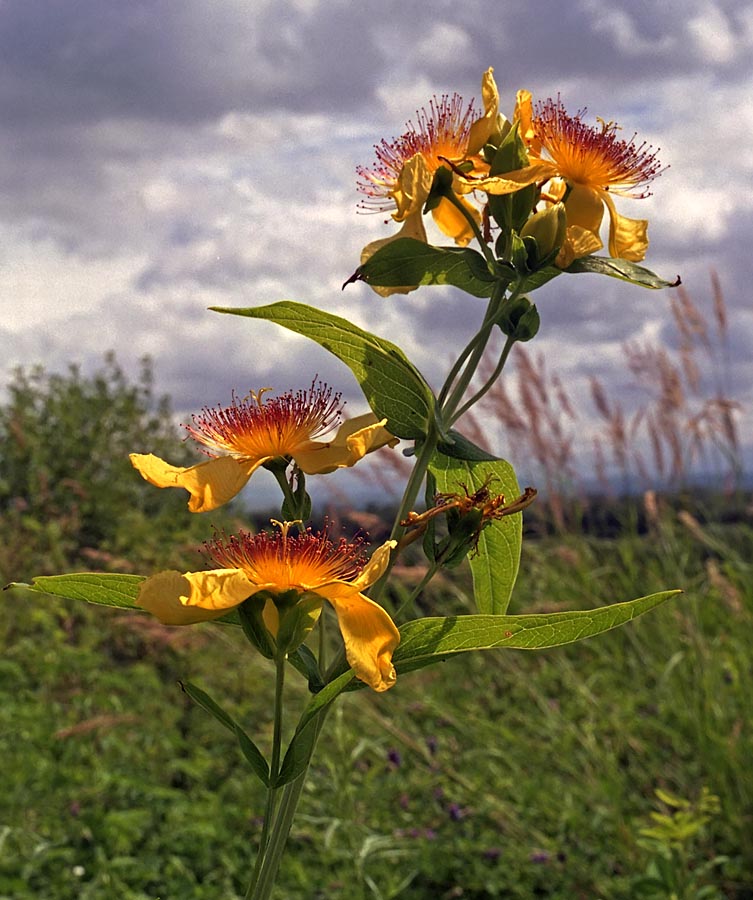 Изображение особи Hypericum ascyron.