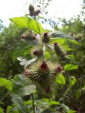 View full-size image Arctium nemorosum