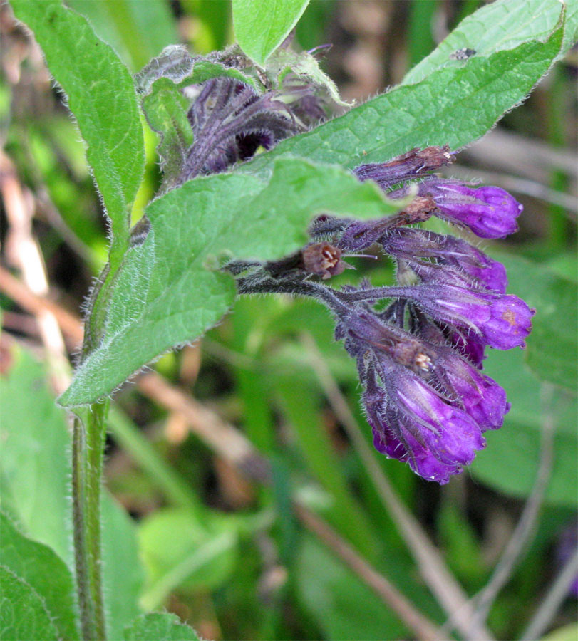 Image of Symphytum officinale specimen.