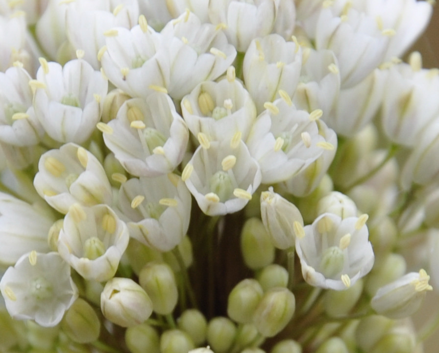 Изображение особи Allium pallens ssp. coppoleri.