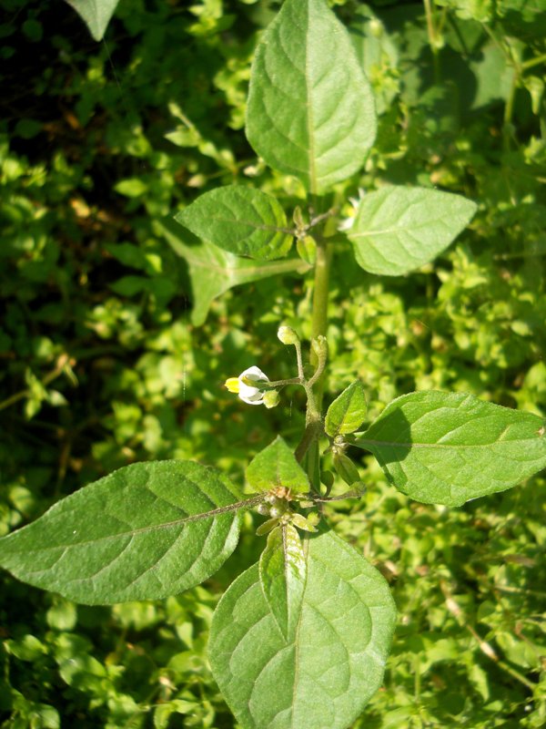 Изображение особи Solanum nigrum.