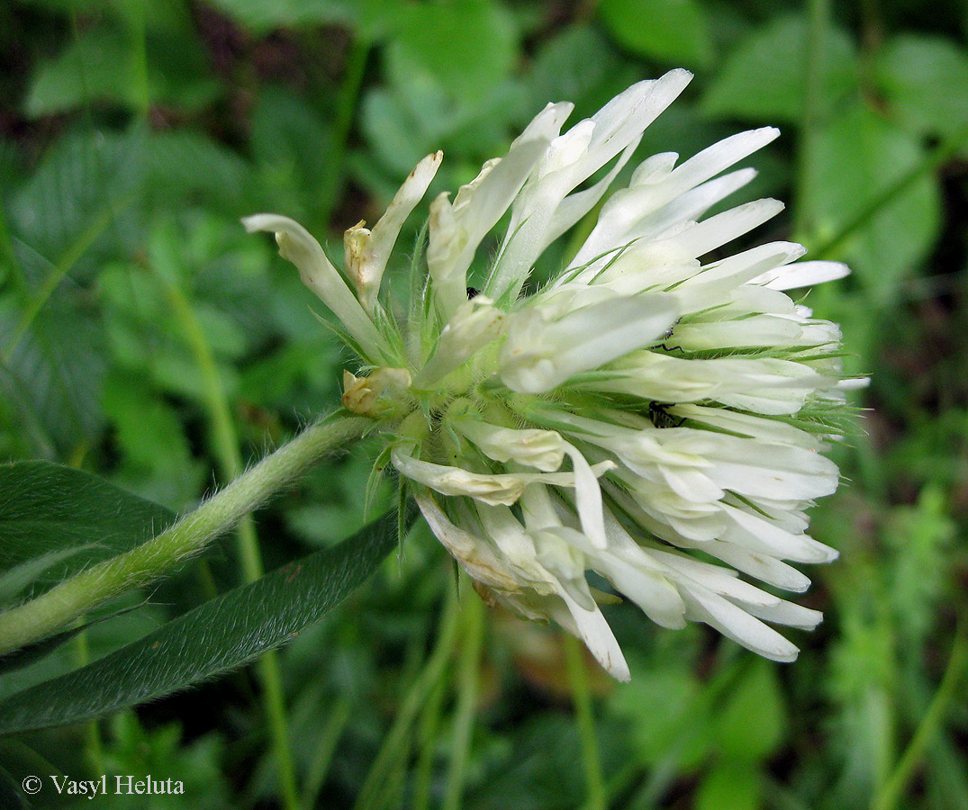 Изображение особи Trifolium pannonicum.