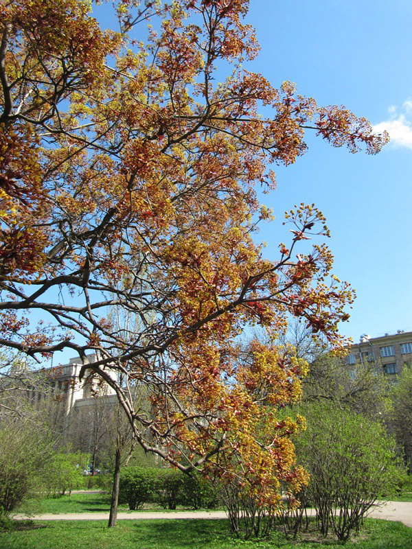 Image of Acer platanoides specimen.