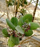 Calotropis procera