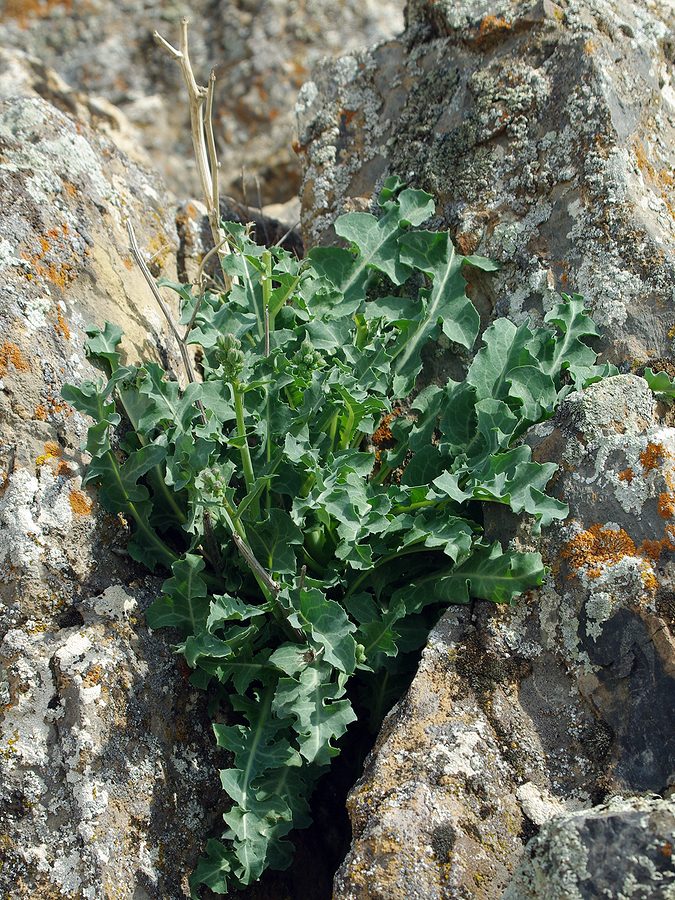 Image of Lactuca undulata specimen.