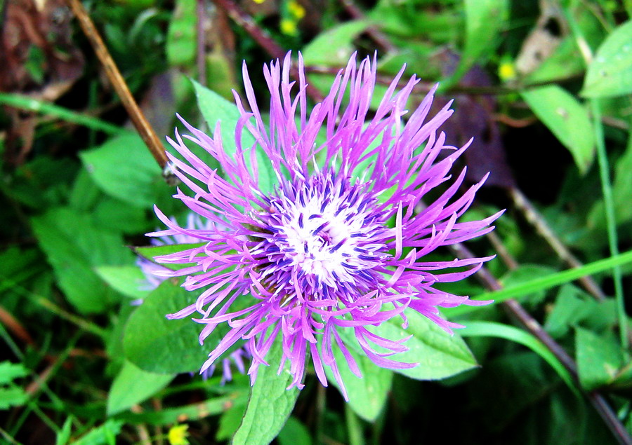 Изображение особи Centaurea carpatica.