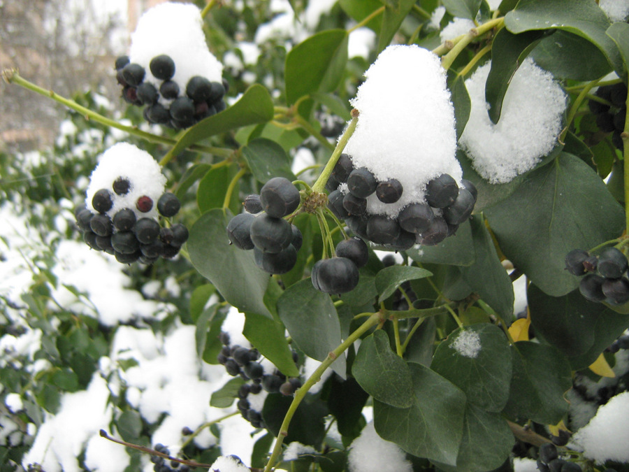 Image of Hedera helix specimen.