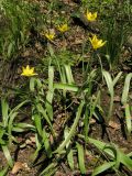 Tulipa biebersteiniana