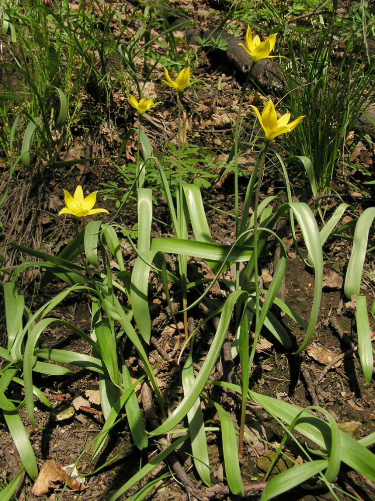 Изображение особи Tulipa biebersteiniana.