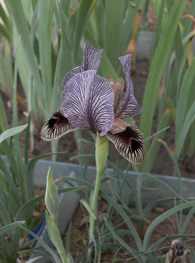 Изображение особи Iris zuvandicus.