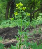 Sisymbrium loeselii. Верхушка цветущего растения. Татарстан, г. Бавлы. 06.06.2012.