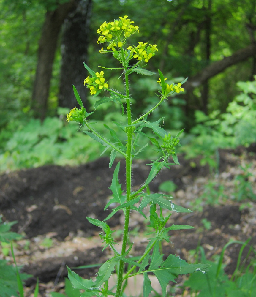 Изображение особи Sisymbrium loeselii.