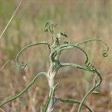 Tragopogon tanaiticus