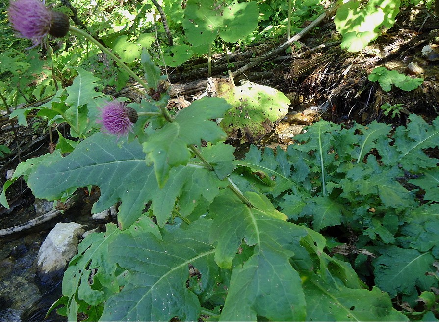 Image of genus Cirsium specimen.