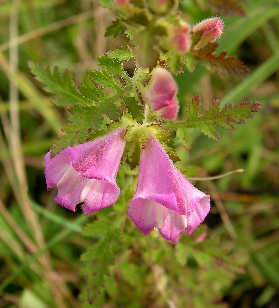 Изображение особи Phtheirospermum chinense.