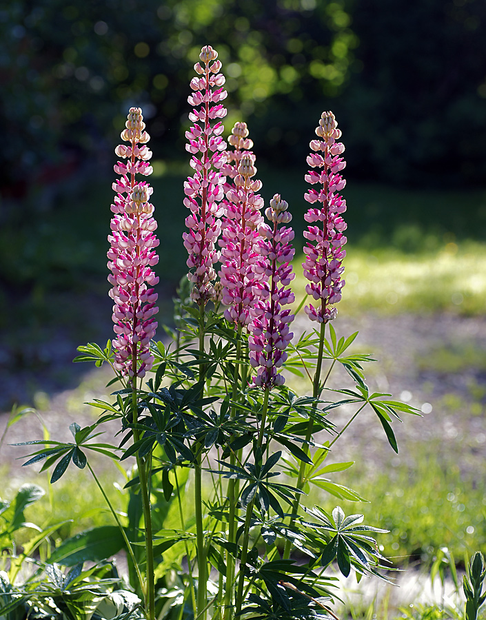 Изображение особи Lupinus &times; regalis.