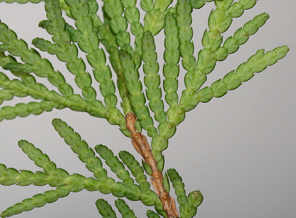 Image of Thuja occidentalis specimen.