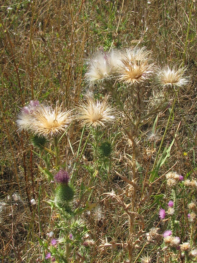 Изображение особи Cirsium vulgare.