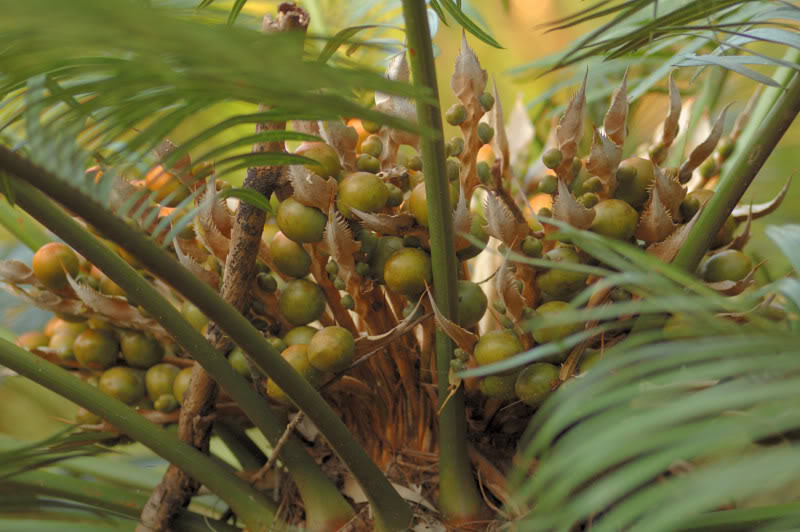 Изображение особи Cycas circinalis.