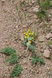 Phlomoides speciosa