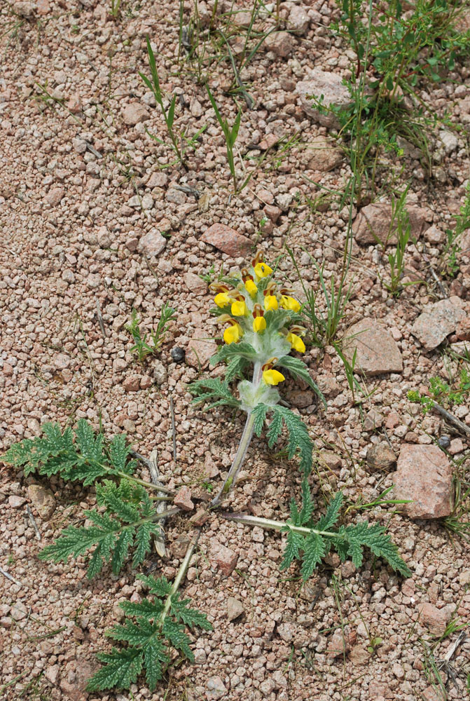 Image of Phlomoides speciosa specimen.