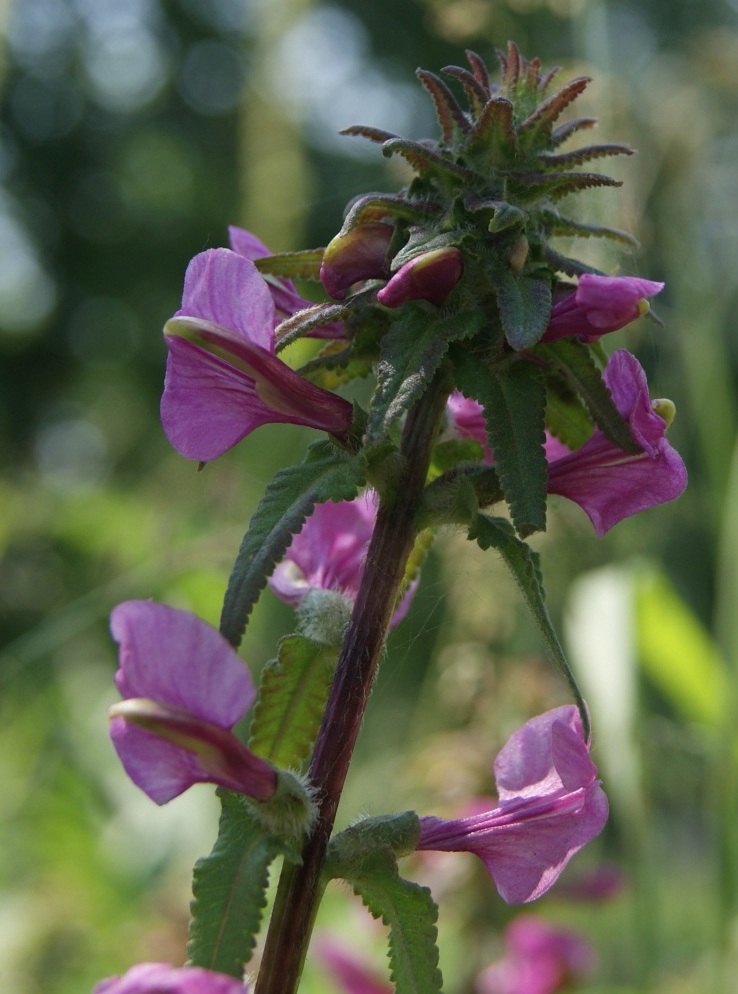 Изображение особи Pedicularis resupinata.