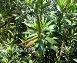 Nerium oleander. Часть кроны плодоносящего куста. Хорватия, Истрия, г. Пореч, возле дома. 06.09.2012.
