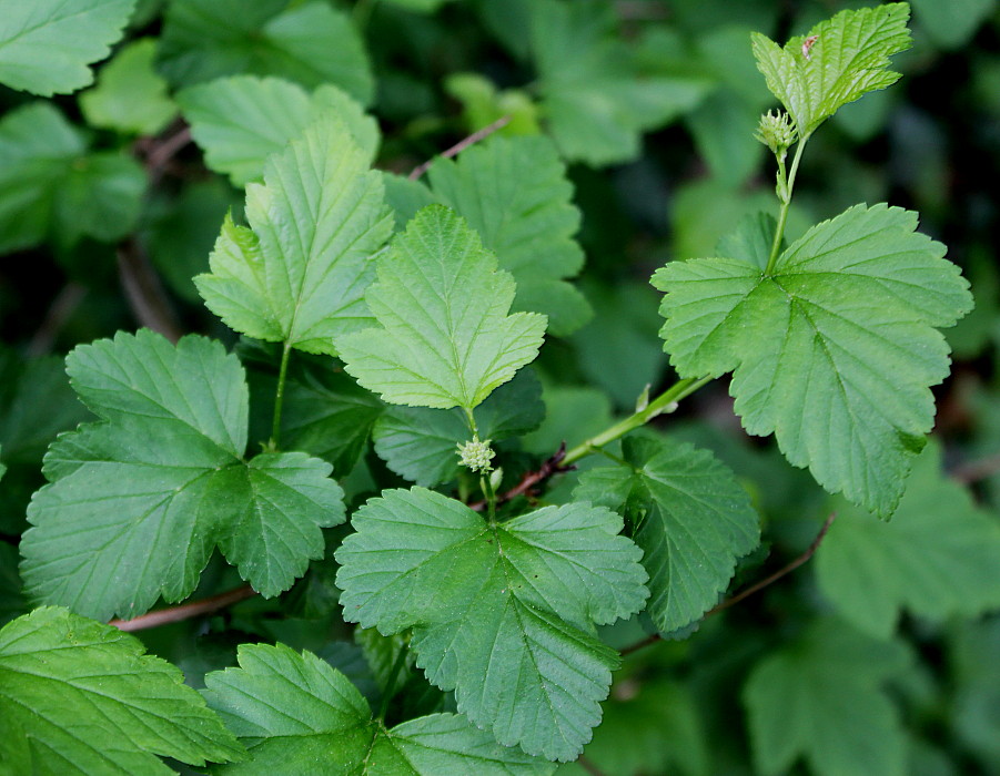 Image of Physocarpus opulifolius specimen.