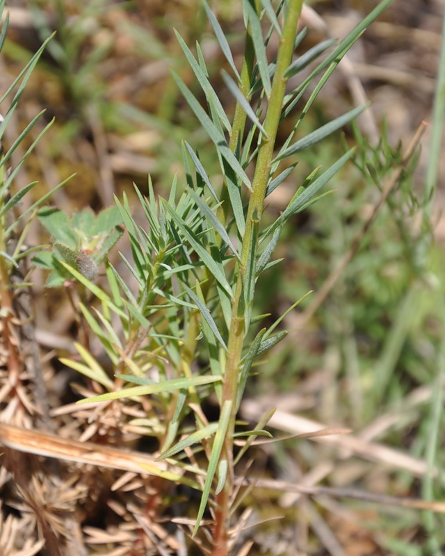 Image of Linum tenuifolium specimen.