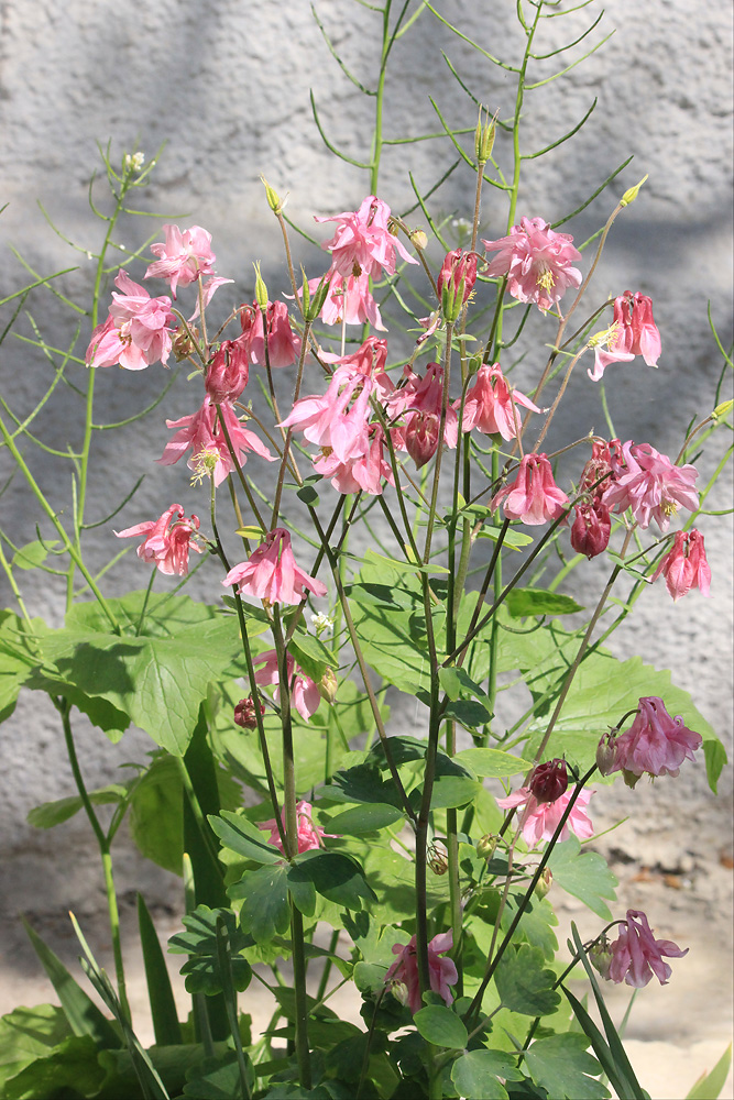 Изображение особи Aquilegia vulgaris.