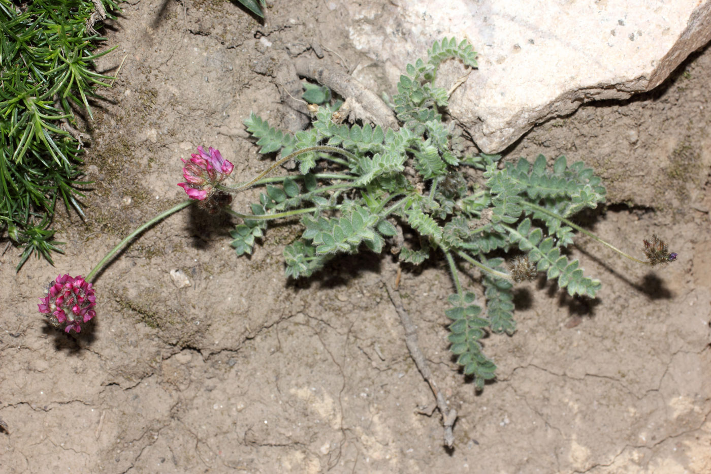 Image of Oxytropis arassanica specimen.