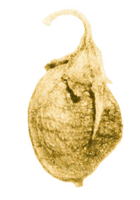 Image of Melilotus albus specimen.