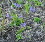 Veronica grandiflora. Цветущие растения. Камчатский край, Ключевская группа вулканов, окрестности перевала Толуд. 20.07.2013.