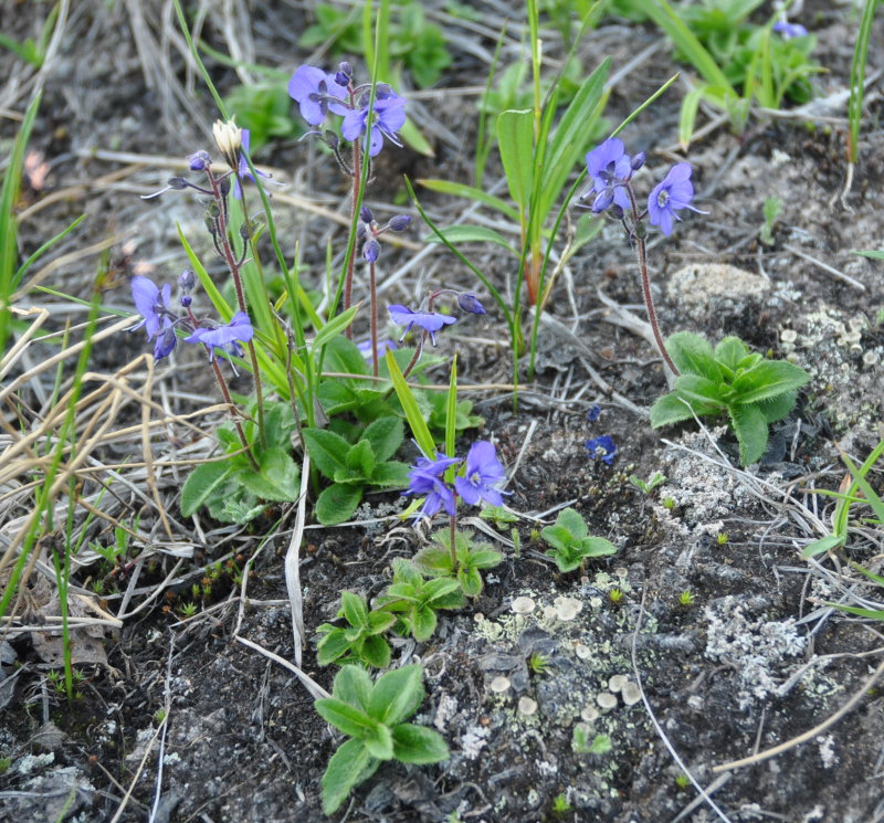 Image of Veronica grandiflora specimen.