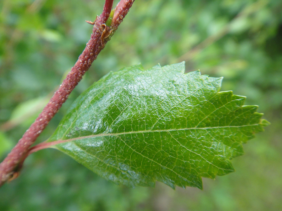 Изображение особи Betula fruticosa.